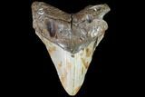 Bargain, Fossil Megalodon Tooth - North Carolina #86960-1